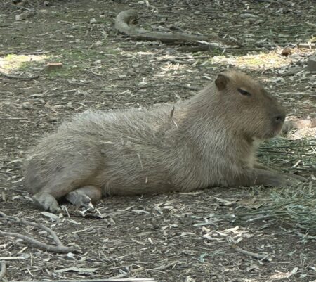 日曜日と月曜日の間。2025/#45　迷宮に潜りたいなぁという日々。